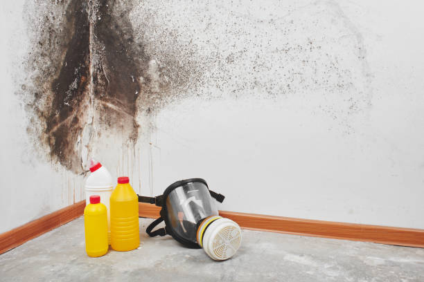 Best Best Mold Removal Companies  in New Franklin, MO
