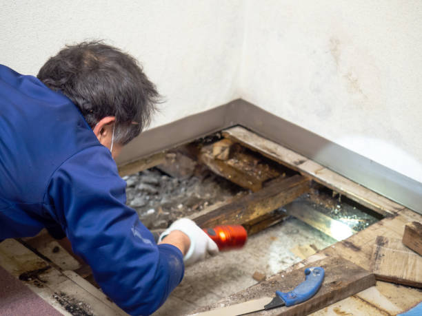 Best Mold Remediation  in New Franklin, MO