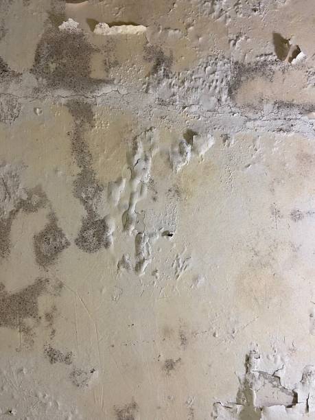Best Toxic Mold Removal  in New Franklin, MO